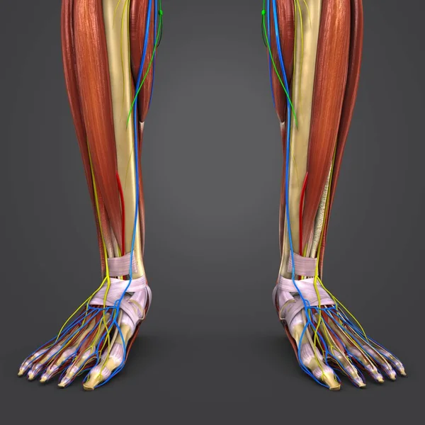 Renkli Insan Bacak Kas Tıbbi Illüstrasyon Dolaşım Sistemi Sinir Lymphnodes — Stok fotoğraf