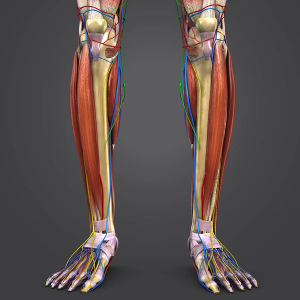 Barevné Lékařské Ilustrace Lidské Svaly Nohou Kostí Oběhového Systému Nervy — Stock fotografie