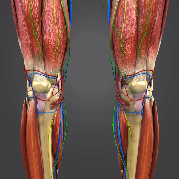 Colorful Medical Illustration Human Lower Limbs Circulatory System Nerves Lymphnodes — Stock Photo, Image