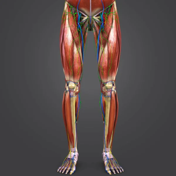 Colorful Medical Illustration Human Lower Limbs Circulatory System Nerves Lymphnodes — Stock Photo, Image