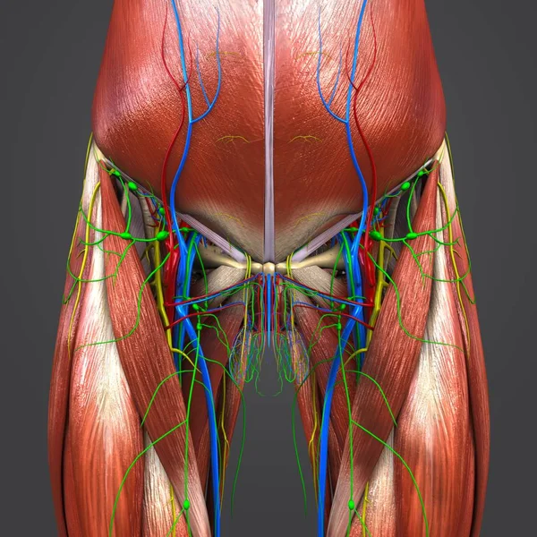 Illustration Médicale Colorée Des Hanches Des Cuisses Humaines Muscles Avec — Photo