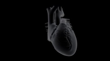 Koyu arkaplanda kalp atışlarının x-ray görüntüsü