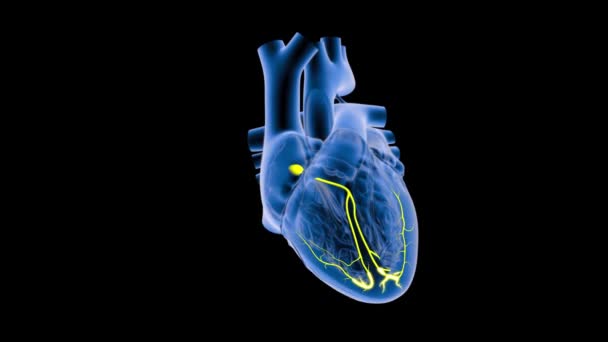 Vue Rapprochée Rayons Des Battements Cœur Sur Fond Sombre — Video