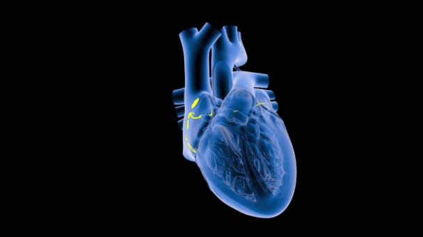 Крупним Планом Рентген Серцебиття Темному Фоні — стокове відео