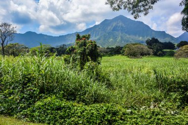 Hawaii 'nin saf doğası Beaty