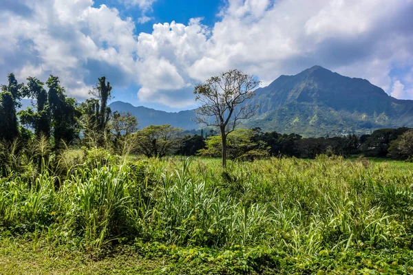 Beaty Hawaiiansk Ren Natur — Stockfoto