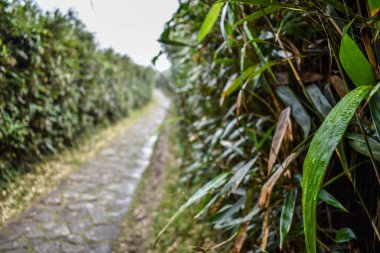Tayvan 'ın güzel doğası tamamen yeşil
