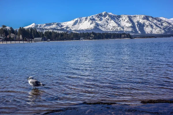 Danau Tahoe California Dan Pemandangan Bersalju Sierra Nevada — Stok Foto