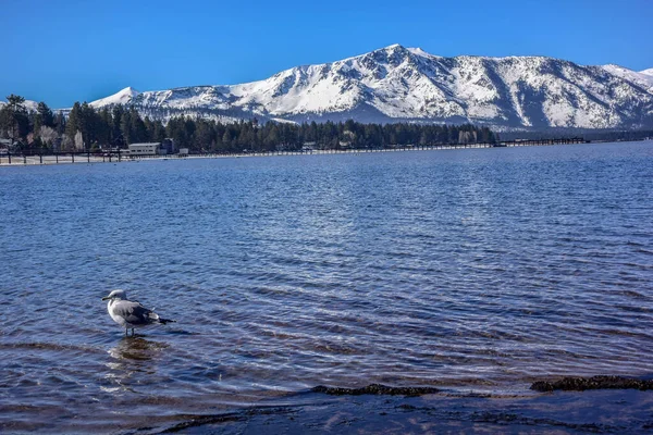Kaliforniya 'da Tahoe Gölü ve karlı Sierra Nevada manzarası