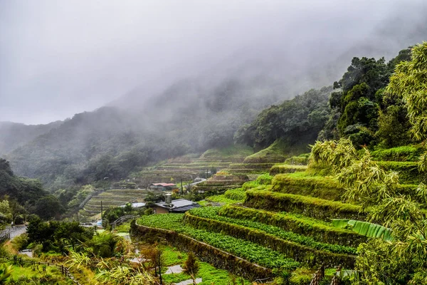 Rice terraces in foggy mountains in Yangmingshan national park, Taiwan