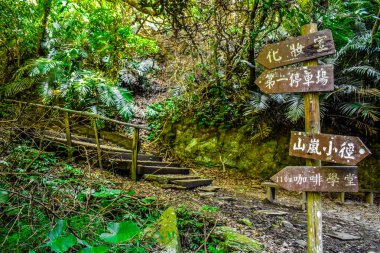 Tayvan ormanlarında yürüyüş, doğal güzellik, Huisun ormanı.