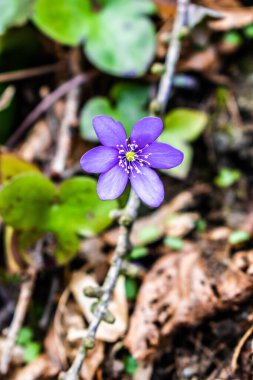Bahar ormanı mor çiçekleri Çekiç doğal odununda