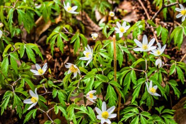 Çek Cumhuriyeti 'nde bahar ormanlarında güzel beyaz çiçekler açarlar.