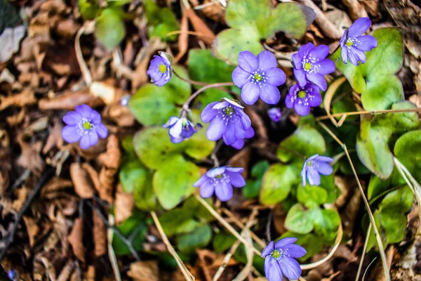 Våren skog lila blommor i tjeckiska naturliga trä — Stockfoto