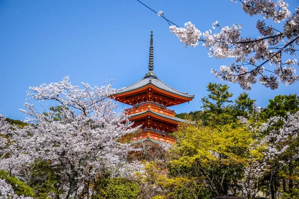 Japansk Pagoda Omgiven Körsbärsblommor Kyoto — Stockfoto