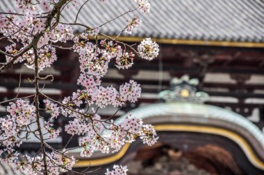 Japonya 'da bahar mevsiminde güzel pembe kiraz çiçekleri açar.