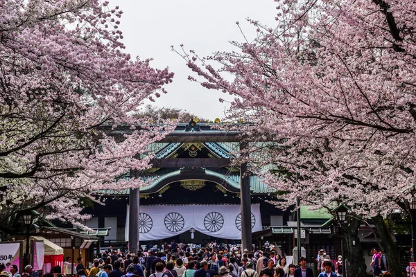 Historiska Yasukuni Helgedom Omgiven Rosa Körsbär Blommor Våren Tokyo Japan — Stockfoto