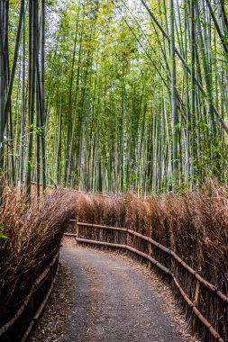 Japonya 'daki Kyoto' da yeşil doğal bambu ormanı.