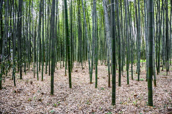 Zöld Természetes Bambuszerdő Kiotóban Japánban — Stock Fotó