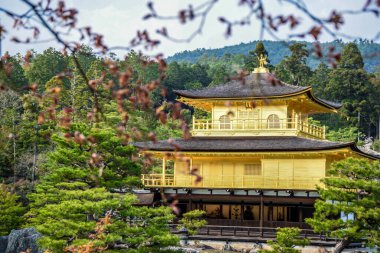 Japonya 'nın Kyoto kentindeki gür ormanlarla çevrili görkemli Japon Altın Çadırı.
