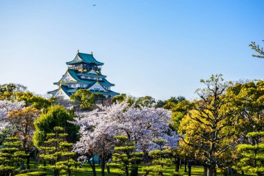 Japonya 'da Osaka' da kiraz çiçekleriyle çevrili mavi çatılı ikonik büyük bir şato.