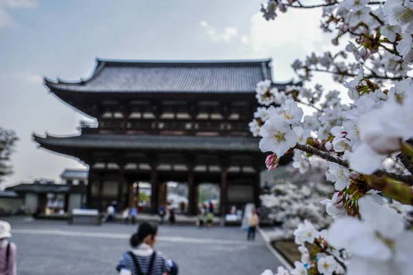 Heliga Trä Tempel Och Körsbär Blommor Kyoto Japan — Stockfoto