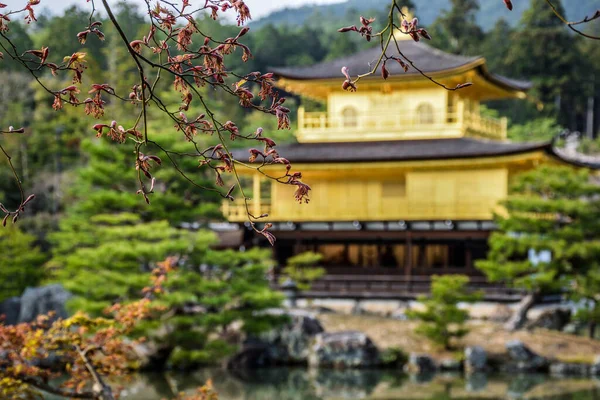 Ståtlig Gyllene Paviljong Omgiven Buskig Skog Kyoto Japan — Stockfoto