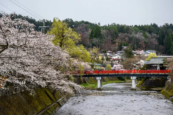 Geleneksel Japon kırmızı ahşap köprüsü ve bahar kiraz çiçekleri, Japonya