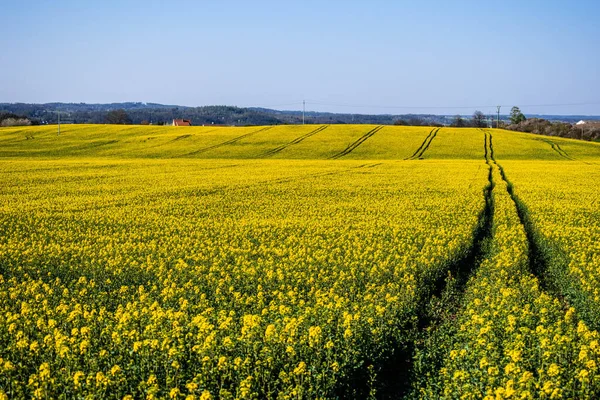 O campo cheio de flores amarelas, natureza primavera — Fotografia de Stock
