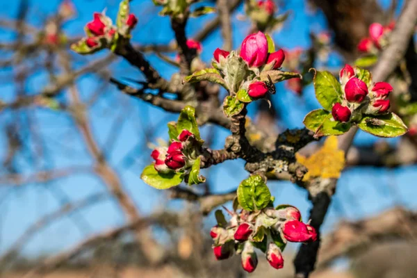 Beautiful pink cherry blossoms during spring period — Stock Photo, Image