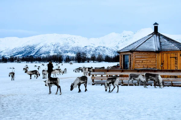 Geleneksel Sami kampında ren geyiği sürüleri Tromso, Norveç yakınlarında