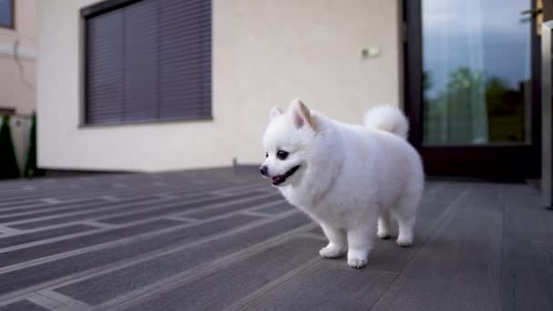 Χαριτωμένο Μικρό Λευκό Pomeranian Spitz Κουτάβι Στέκεται — Αρχείο Βίντεο