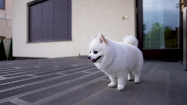 Lindo Poco Blanco Pomeranian Spitz Cachorro Pie — Vídeos de Stock