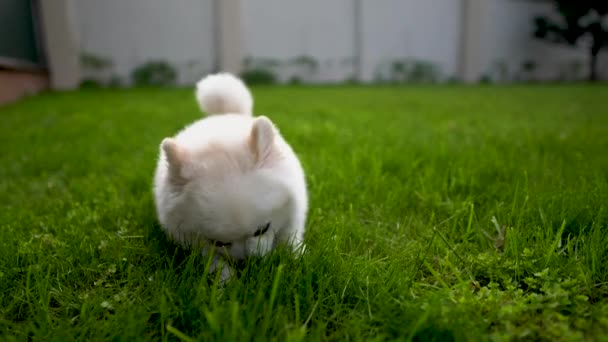 Söt Liten Sällskapsdjur Hund Står Gräset — Stockvideo