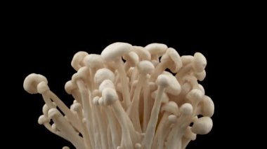 ekilmiş flammulina velutipes enoki mantarları