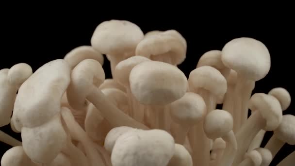 Macro Tiroteio Copos Cogumelos Enokitake — Vídeo de Stock