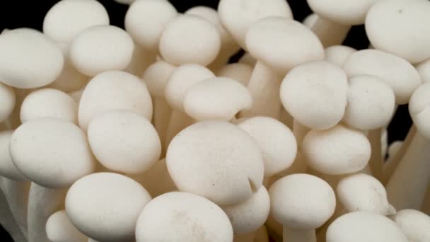 Tiro Macro Copos Cogumelos Shimeji — Vídeo de Stock