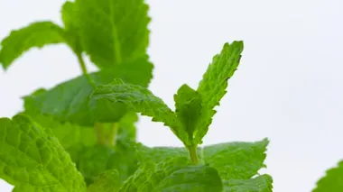 Beyaz üzerinde izole edilmiş nane yaprakları