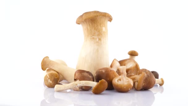 Vários Cogumelos Grandes Pequenos — Vídeo de Stock