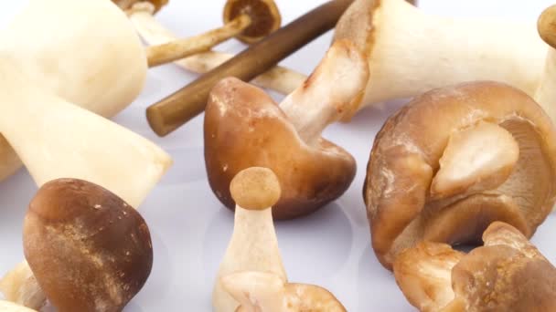 Vários Cogumelos Shiitake Eryngii — Vídeo de Stock