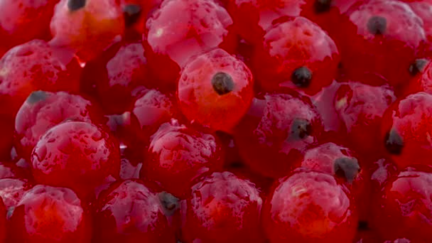 Super Dicht Van Een Rode Bessen Roterende Waterdruppels — Stockvideo