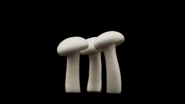 Drie Shimeji Paddenstoelen Draaien Turn — Stockvideo