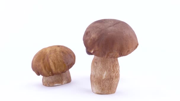 Drie Hele Wilde Porcini Paddenstoelen Draaiend — Stockvideo