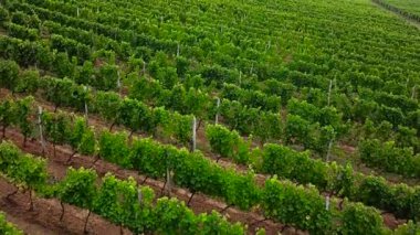 hava video görüntüsü veya satır araları arasında uzanan helikopter