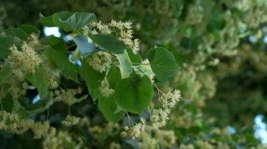 Bulanık sallanan ıhlamur dalları