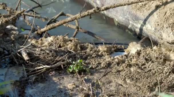 Ruisseau Contaminé Par Des Ordures — Video