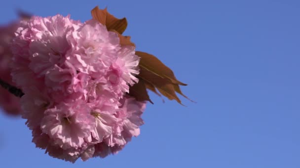 早咲き桜日本桜の花びら — ストック動画