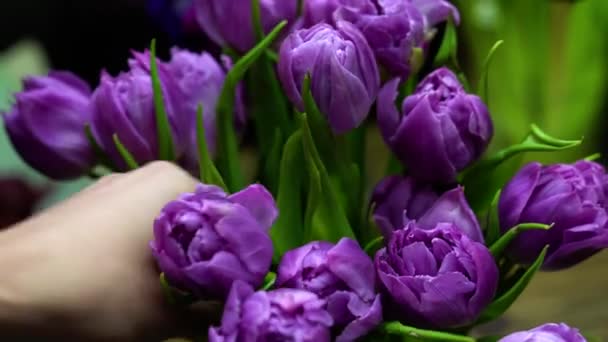 Bloemist Zet Verse Paarse Tulpen Een Vaas — Stockvideo