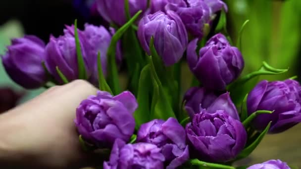 Fleuriste Met Tulipes Violettes Fraîches Dans Vase — Video