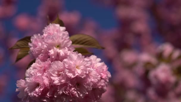 Flowering Cherry Blossom Tree Spring — Stock Video